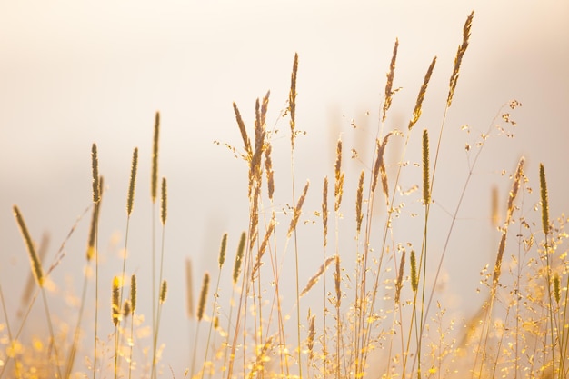 野生の牧草地のハーブのビンテージスタイルの風景のソフトフォーカスの背景