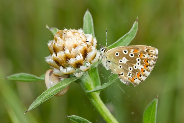 Soft focus di una bellissima farfalla su un fiore bianco in un prato