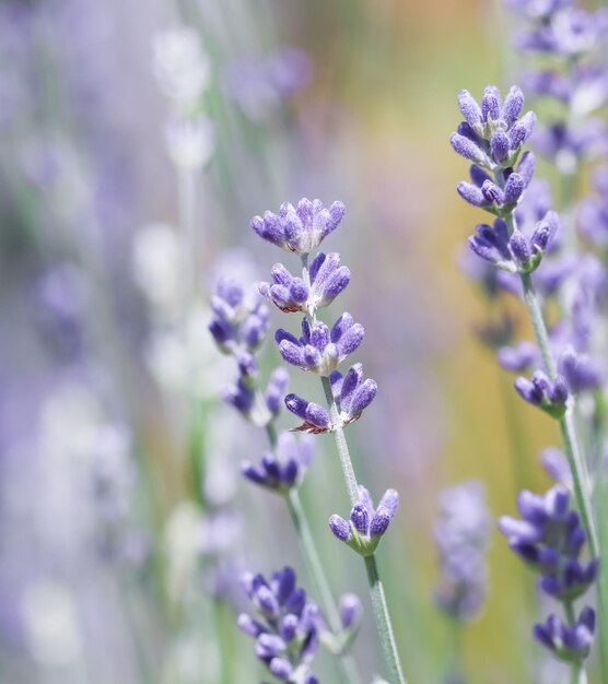 Soft focus on beautiful lavender flowers in summer garden