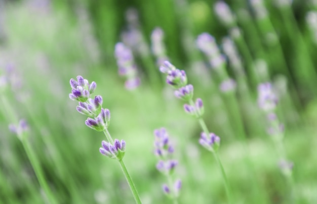 夏の庭の美しいラベンダーの花にソフトフォーカス