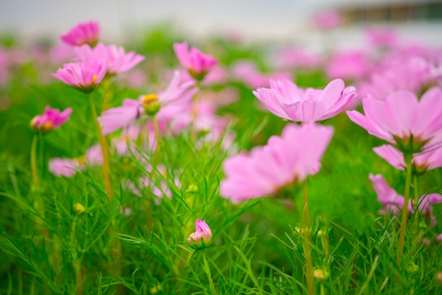 Soft focus of Beautiful purple flowers