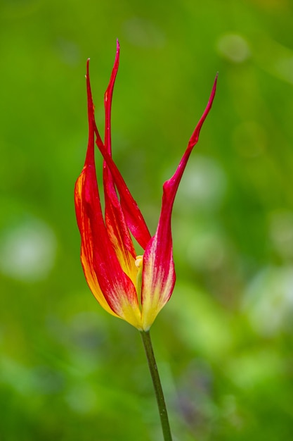 Soft focus of a beautiful red horned tulip against a blurry field