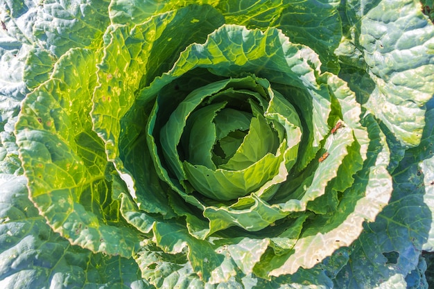 Soft focus of Big cabbage in the garden