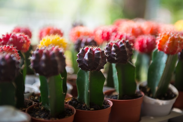 Photo soft focus of cactus