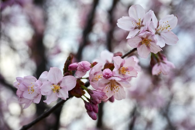 Мягкий фокус цветения вишни или цветка сакуры крупным планом