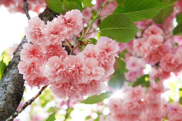 Soft focus Cherry Blossom or Sakura flower on nature background