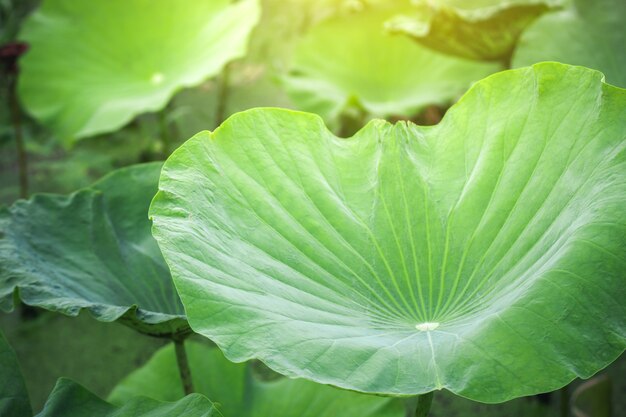 Soft focus and close up Beautiful  leaf  and flower of lotus  blooming in lotus garden  background