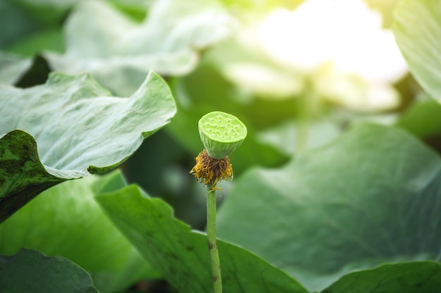 Photo soft focus and close up beautiful leaf