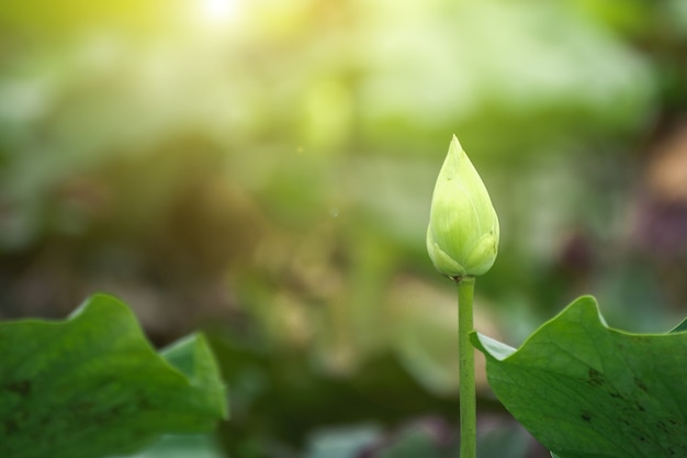 Photo soft focus and close up beautiful leaf