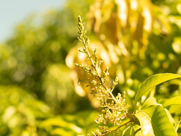 soft focus close up mango flower blooming