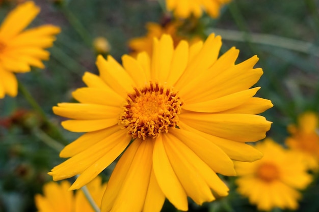 배경이 흐릿한 정원에 있는 노란색 데이지 꽃의 부드러운 초점과 클로즈업 사진