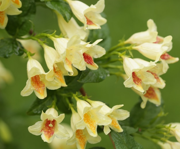 Soft-focus close-up van gele bloemen