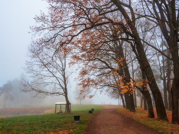 Soft focus Cold late autumn in the city park Foggy morning Alley in misty morning park Beautiful autumn foggy landscape with trees in a forest