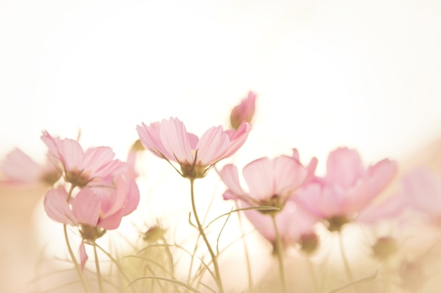  soft focus of cosmos flowers 