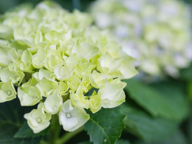 Soft focus Cream white Hydrangea Paniculata Limelight flowers. 