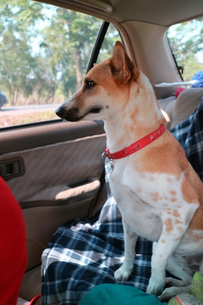 かわいい白と黄色の尾根のソフトフォーカスは、車の中を旅行中に赤で犬のネクタイをストラップします。