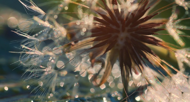 Soft focus of Dandelion seeds with bokeh background