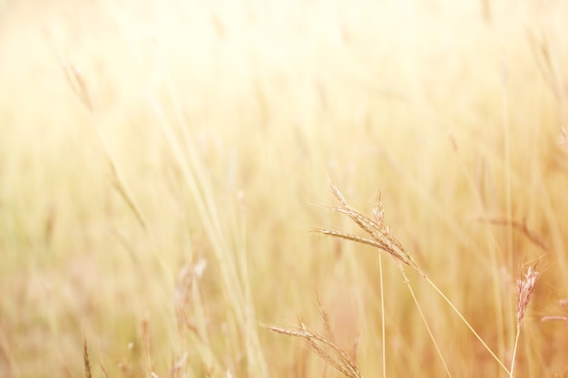 Soft focus Field of grass out door landscape ,vintage tone colour.