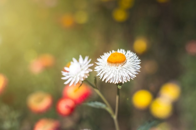 朝の日の出時のソフトフォーカスの花の背景