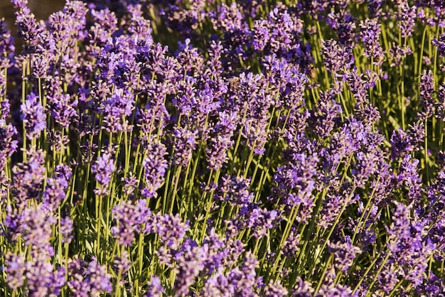 Soft focus flowers beautiful lavender flowers blooming