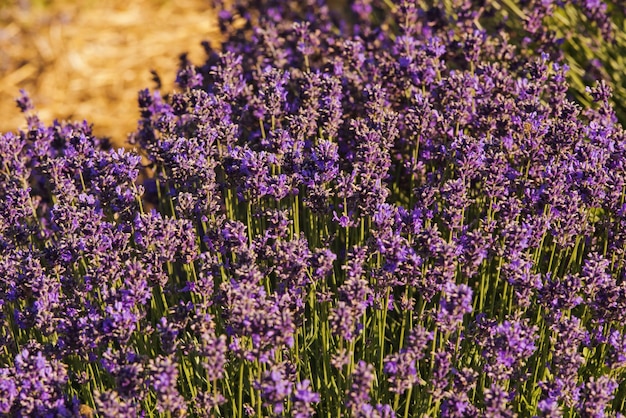 Soft focus flowers beautiful lavender flowers blooming