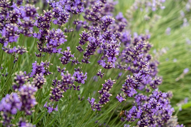 Soft focus flowers beautiful lavender flowers blooming