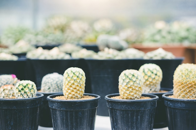 ソフトフォーカスグリーンサボテンクローズアップバニー耳サボテンやOpuntia Microdasysぼかしの背景