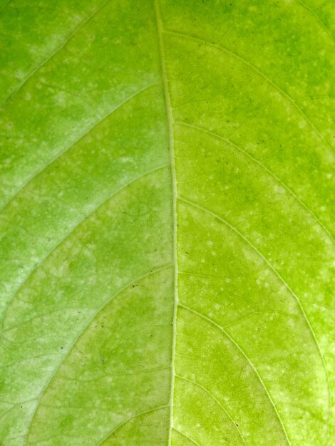 Soft focus, green leaf background