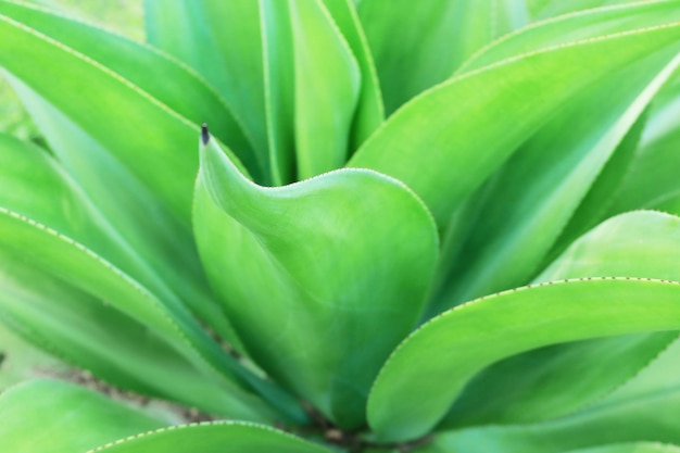 Soft focus on green plant leaves