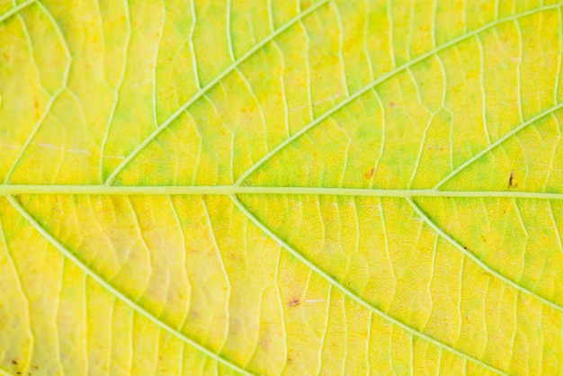 Soft focus of green and yellow leave texture. 