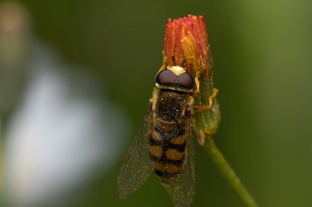 Soft focus of a hoverfly gathering nectar and pollen from an orange flower at a garden