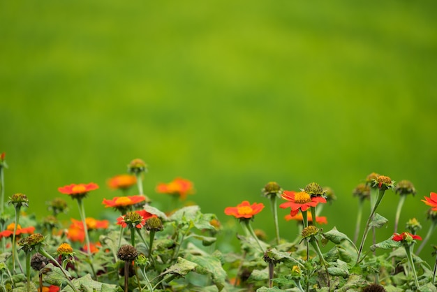 緑の背景に花のソフトフォーカス画像