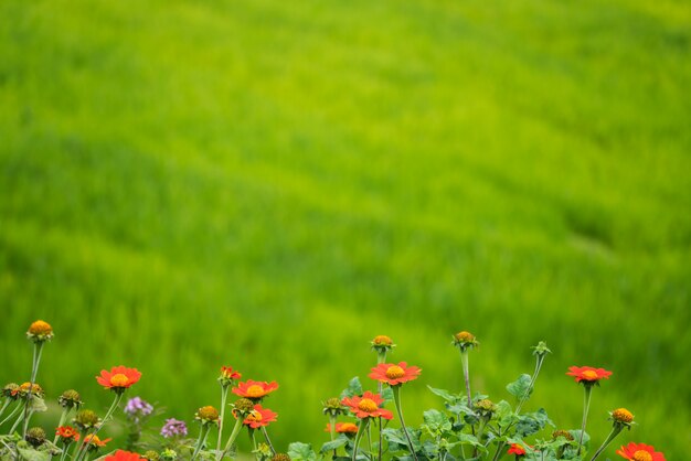 緑の背景に花のソフトフォーカス画像