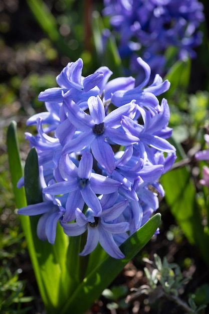 Soft focus image of hyacinth flowers blooming at springtime. Blue hyacinth blossom.