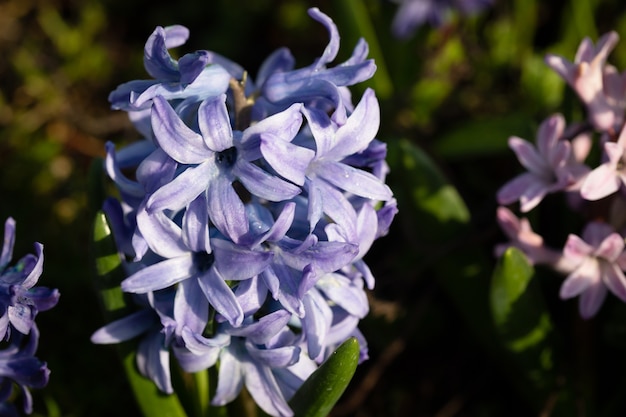 春に咲くヒヤシンスの花のソフトフォーカス画像。青いヒヤシンスの花。