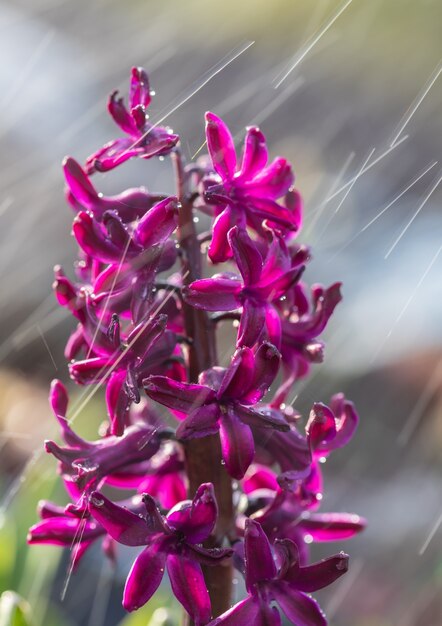 春に咲くヒヤシンスの花のソフトフォーカス画像。雨の中で水滴と紫色のヒヤシンス