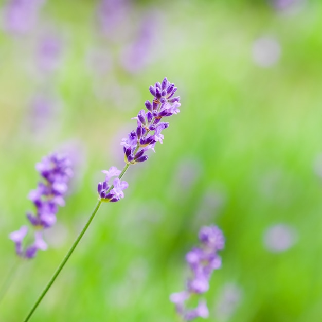 サマーガーデンのラベンダーのつぼみにソフトフォーカス。花の背景