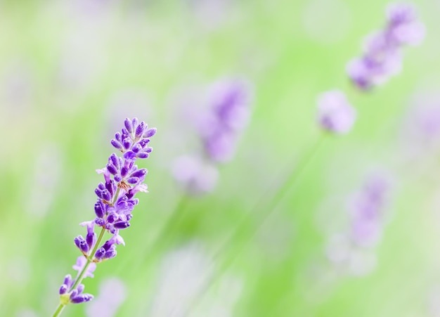 Soft focus sui boccioli di lavanda nel giardino estivo