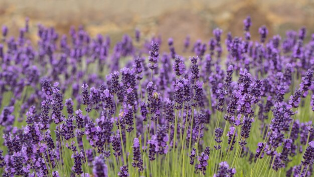 ラベンダーの花、美しいラベンダーの花にソフトフォーカス