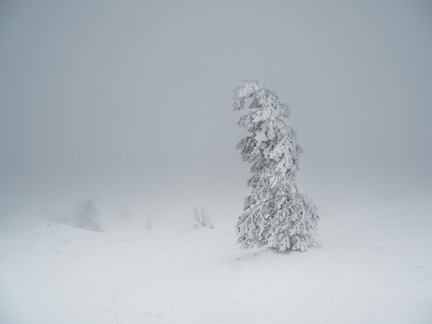 Soft focus Magische bizarre silhouetten van bomen zijn beplakt met sneeuw Arctische harde natuur Een mystiek sprookje van het mistige winterbos Met sneeuw bedekte kerstsparren op de berghelling