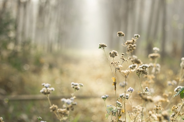 Soft focus of Meadow flower with sun rays, floral background.