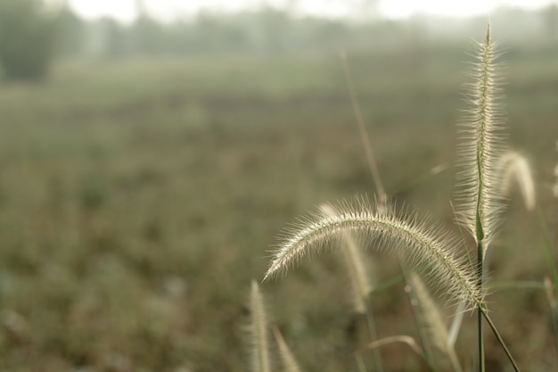 Messa a fuoco morbida del fiore di prato con i raggi del sole, priorità bassa floreale.