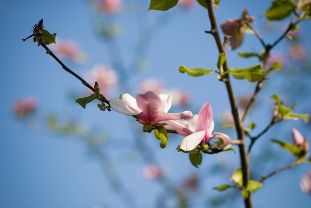 soft focus mooie roze bloeiende magnoliatak met blauwe lucht op de achtergrond