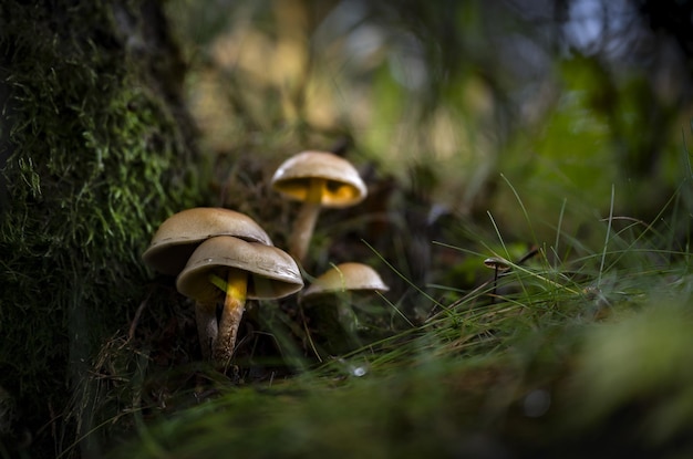 Soft focus of mushroom growing on forestfloor