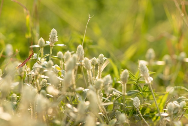 사진 빛으로 꽃 잔디의 소프트 포커스는 아침 시간에 긴장.