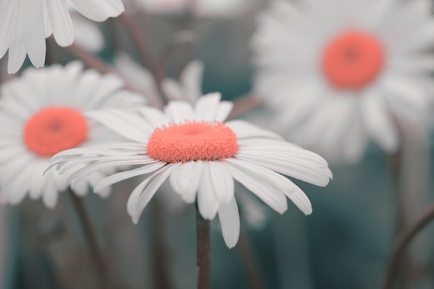 Soft focus onscherpte Kamille bloem Mist rook natuur horizontale kopie ruimte achtergrond