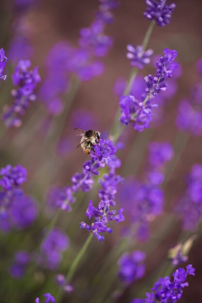 Soft focus op lavendelbloem, mooie lavendelbloem