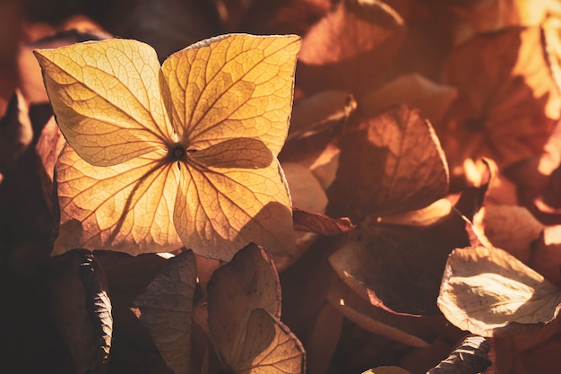 Photo soft focus on petal of dry hydrangea flower