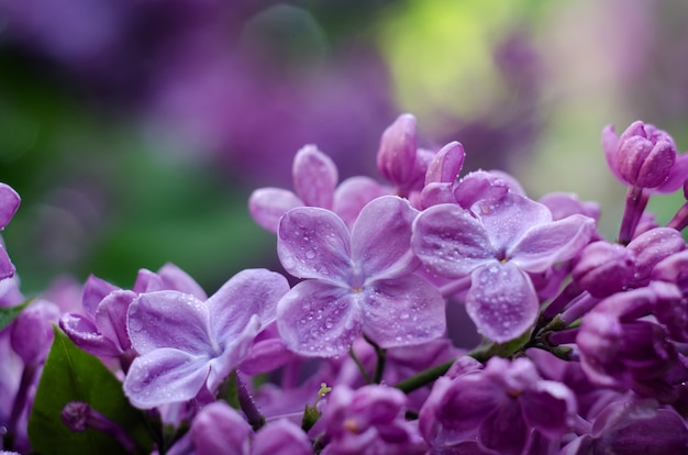 Soft focus picture van fel violet lila bloemen.