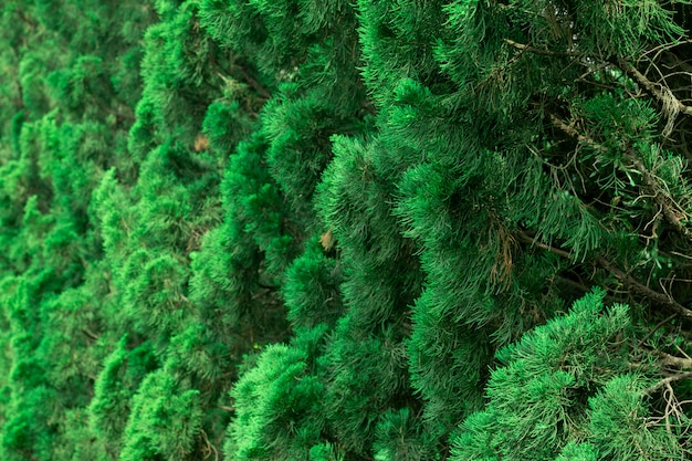 Soft focus of pine leaves for nature background